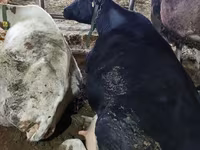 Vaca, Ganado vacuno — foto 4