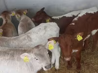 Banteng, Simmental cattle — foto 4