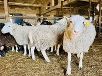 Domba betina, Baerchuke sheep — foto 2