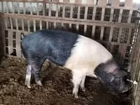 Babi jantan, Белорусская чёрно-пёстрая — foto 4