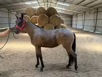 Stute, Rocky Mountain Horse — Foto 7