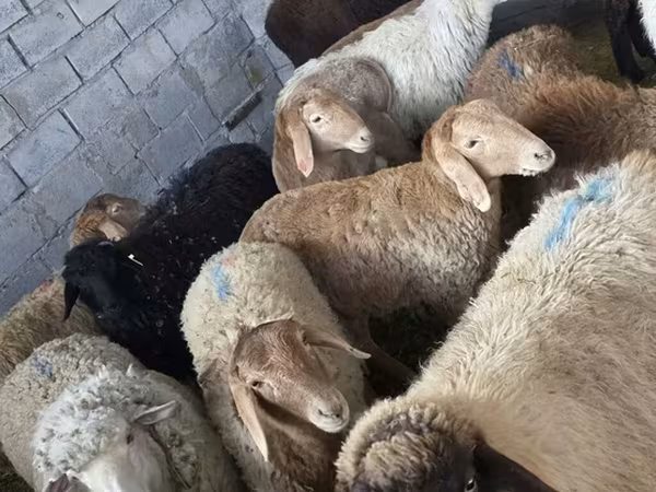 Ոչխարներ