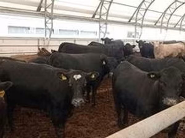 Aberdeen-Angus