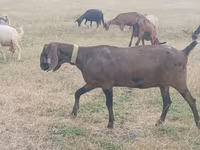 Kambing betina, Nubian Goat — foto 1