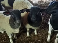 Ram, Dorper sheep — photo 2
