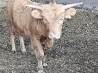 Bull, Highland — photo 2