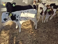 Bulle, Limousin-Kuh — Foto 1