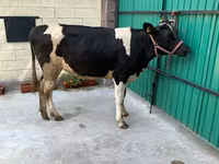 Sapi, Holstein breed — foto 4
