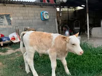 Banteng, Montbéliarde — foto 1