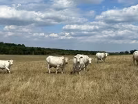 Sapi, Charolais cattle — foto 3