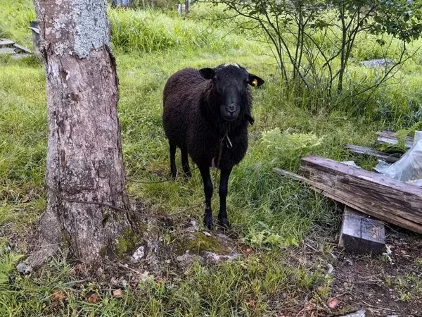 Carnero, Romanov sheep