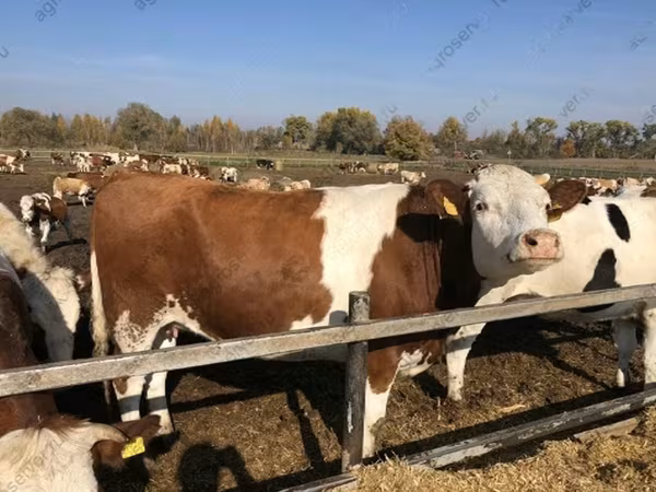 Sapi, Red-spotted breed
