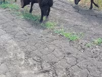 Domba jantan, Baerchuke sheep — foto 2