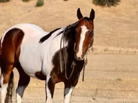 Cheval, National Show Horse — photo 7
