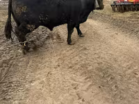 Banteng, Aberdeen-Angus — foto 3