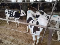 Toro, Raza Holstein — foto 1