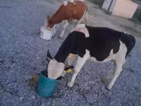Banteng, Swiss cattle — foto 7