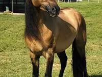 Stute, Rocky Mountain Horse — Foto 2