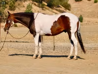 Cheval, National Show Horse — photo 8