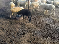 Oveja, Ovejas — foto 2