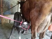Sapi, Red Estonian cattle — foto 3