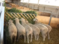Carnero, Dorset horn sheep — foto 4