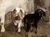 Kambing jantan, Kamori goats — foto 4