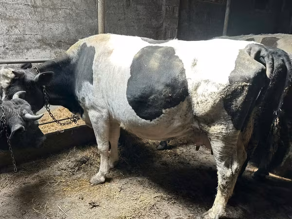 गाय, गोलस्टीन नस्ल