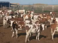 Vaca, Swiss cattle — foto 1