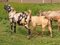 Cabro, Nubian Goat — foto 2