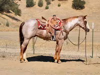 雄馬, National Show Horse — 写真 7
