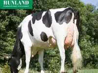 Sapi, Holstein breed — foto 2