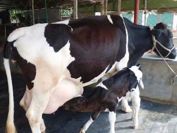 Vache, Buffle