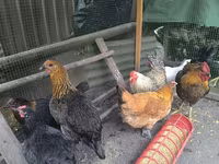 Chickens — الصورة 4