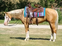 Horse (M), Palomino — photo 3