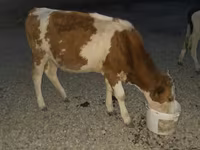Banteng, Swiss cattle — foto 3