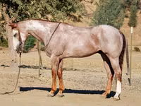 雄馬, National Show Horse — 写真 3