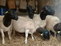 雄羊, Dorper sheep — 写真 4
