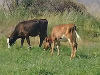 Sapi, Red Estonian cattle — foto 3