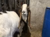 Kambing jantan, Kamori goats — foto 3