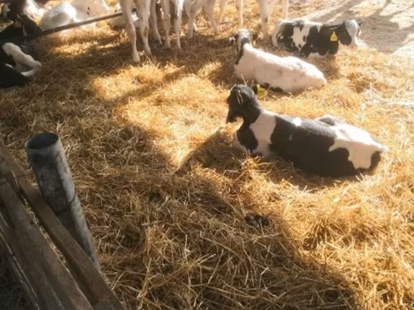 雄牛, Swiss cattle