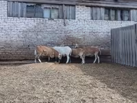 Domba jantan, Katum sheep — foto 3