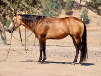 Cheval, Quarter Horse — photo 1