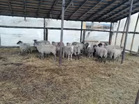 मेढ़ा, Romanov sheep — फ़ोटो 2