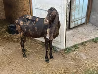 Kambing betina, Kamori goats — foto 3