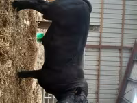 Banteng, Cast cow — foto 1
