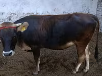 Toro, Raza Alatau — foto 3