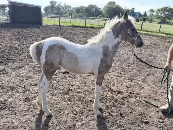 Stute, Pinto horses