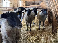 Domba betina, Baerchuke sheep — foto 1