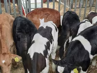 Toro, Ganado vacuno — foto 4